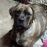 Stauffer Veterinary Surgical Center ico