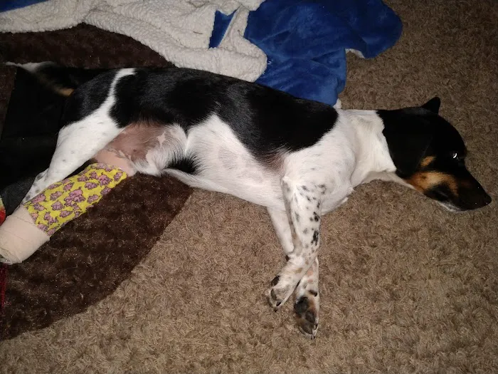 Stauffer Veterinary Surgical Center 6