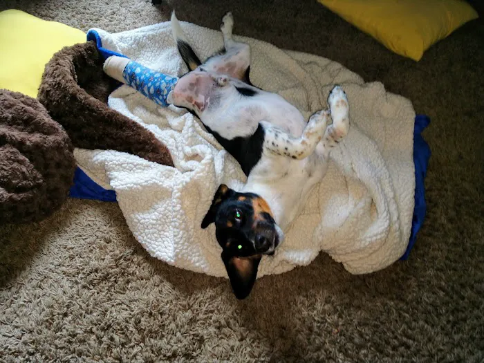 Stauffer Veterinary Surgical Center 7