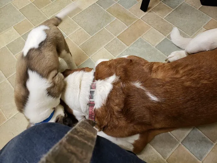 VIP Animal Care 1