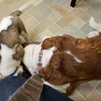 VIP Animal Care ico