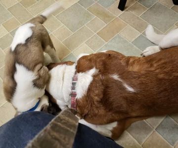 VIP Animal Care