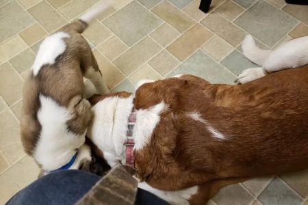 VIP Animal Care