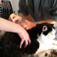 Greenfield Veterinary Clinic ico