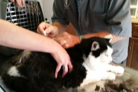 Greenfield Veterinary Clinic