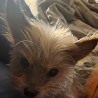 Town & Country Animal Hospital ico