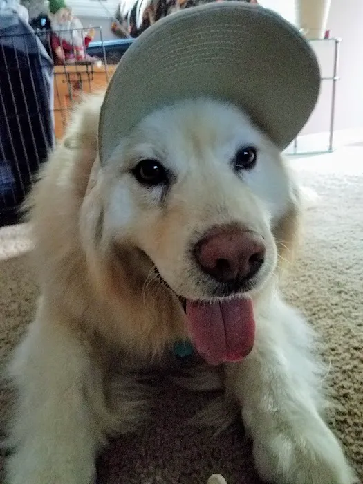Town & Country Animal Hospital 2
