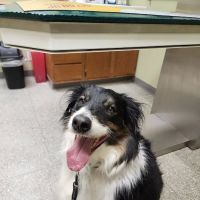 Noah's Brandywine Animal Hospital ico