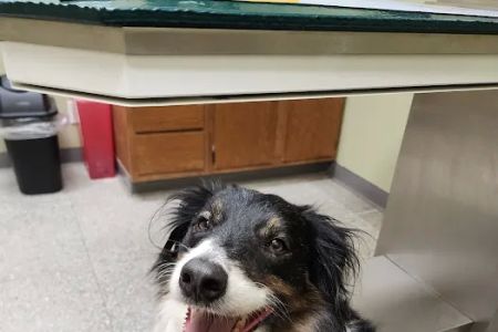 Noah's Brandywine Animal Hospital