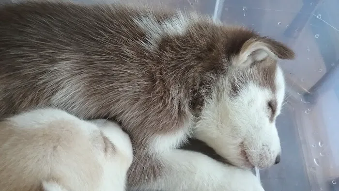 Noah's Brandywine Animal Hospital 12
