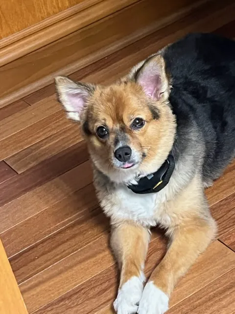 Shelton Veterinary Care 12