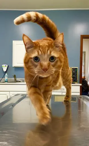 Shelton Veterinary Care 12