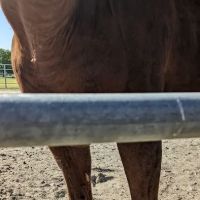 Midwest Equine & Vet Hospital ico