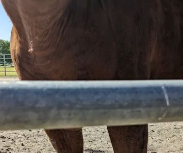 Midwest Equine & Vet Hospital