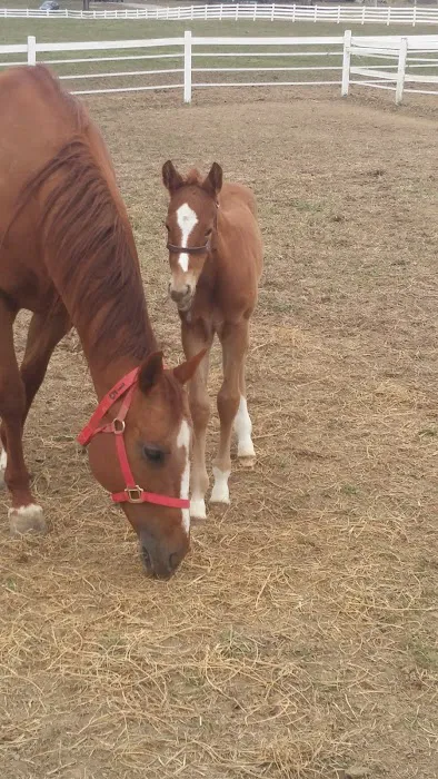Midwest Equine & Vet Hospital 12
