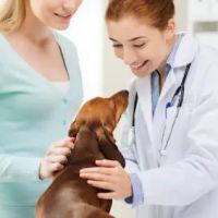 Bean Blossom Animal Clinic ico