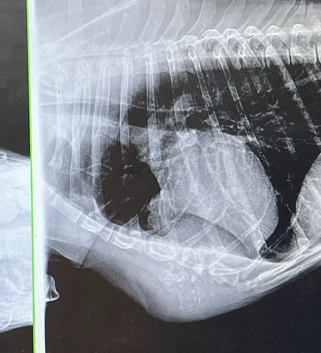 St Francis Pet Hospital - Centerton 3