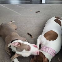 St Francis Pet Hospital - Centerton ico