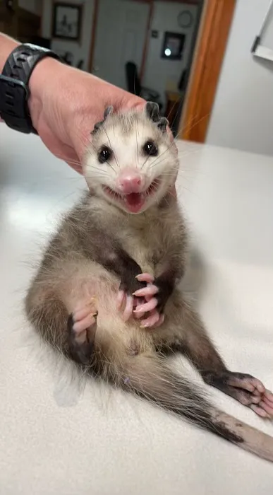 St Francis Pet Hospital - Centerton 2