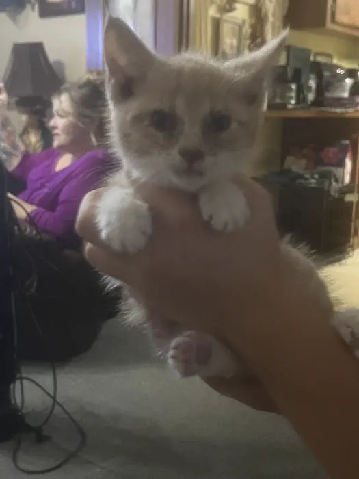 St Francis Pet Hospital - Centerton 4