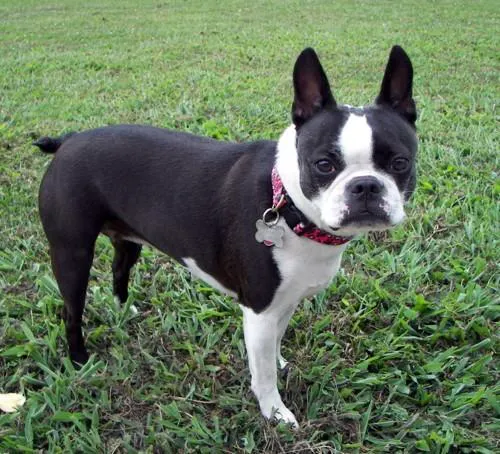 Mooresville Animal Hospital 1