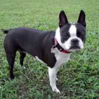 Mooresville Animal Hospital ico