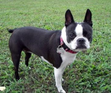 Mooresville Animal Hospital