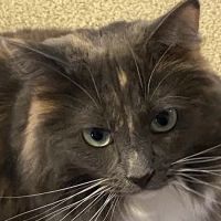 Northside Hope Veterinary Clinic ico