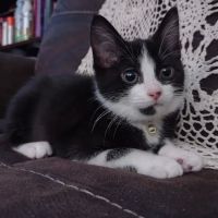 Furry Friends Veterinary Hospital ico