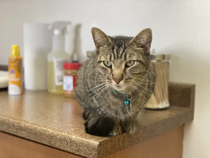 Furry Friends Veterinary Hospital 2