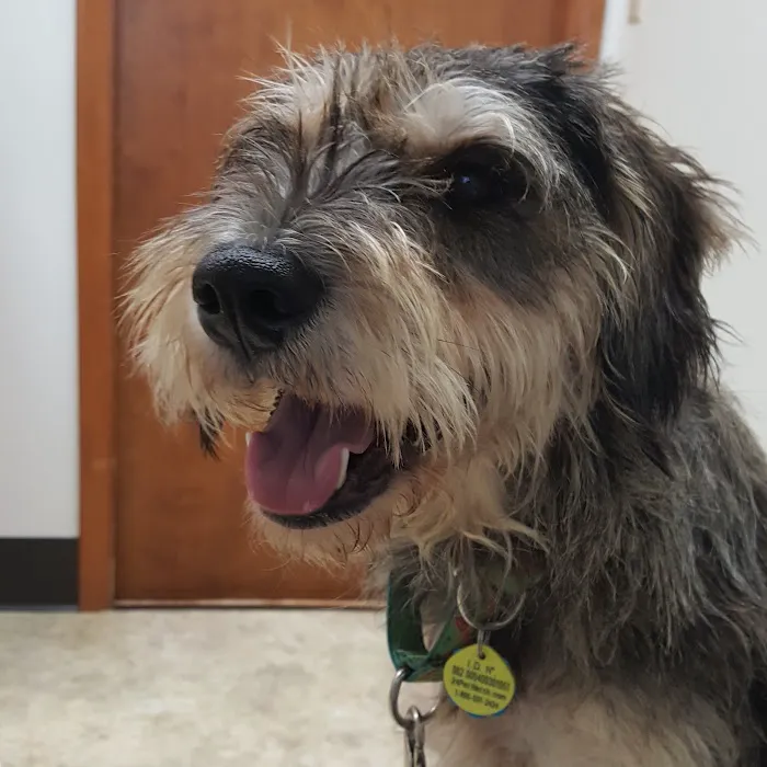 Furry Friends Veterinary Hospital 6