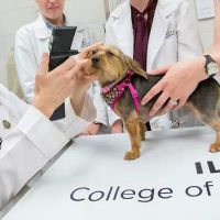 University of Illinois Veterinary Teaching Hospital ico