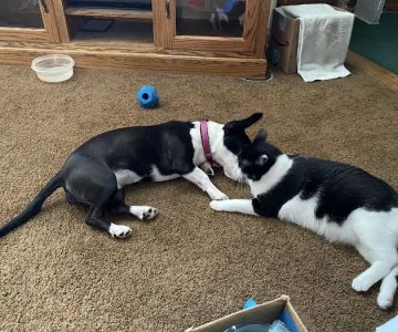 Banfield Pet Hospital