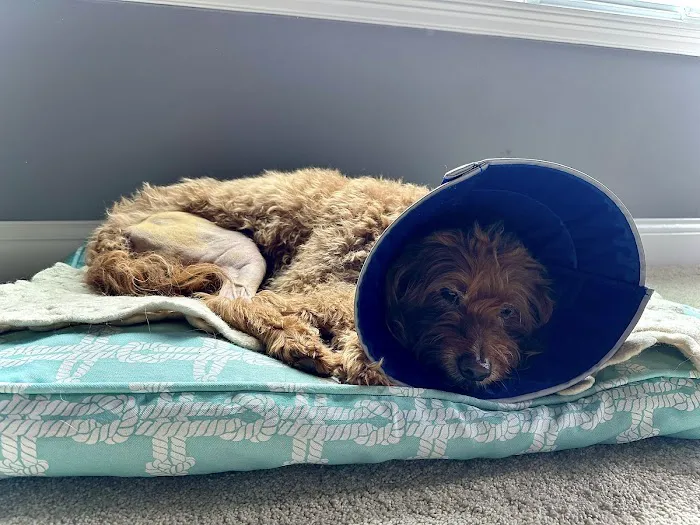 Windermere Animal Hospital 5