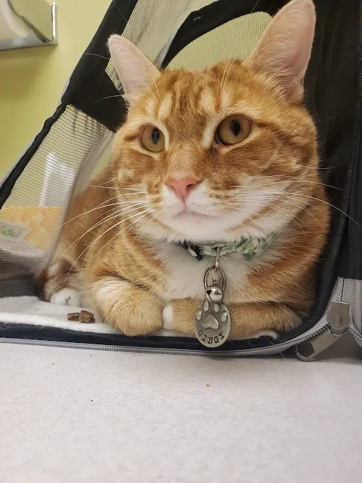 Windermere Animal Hospital 8