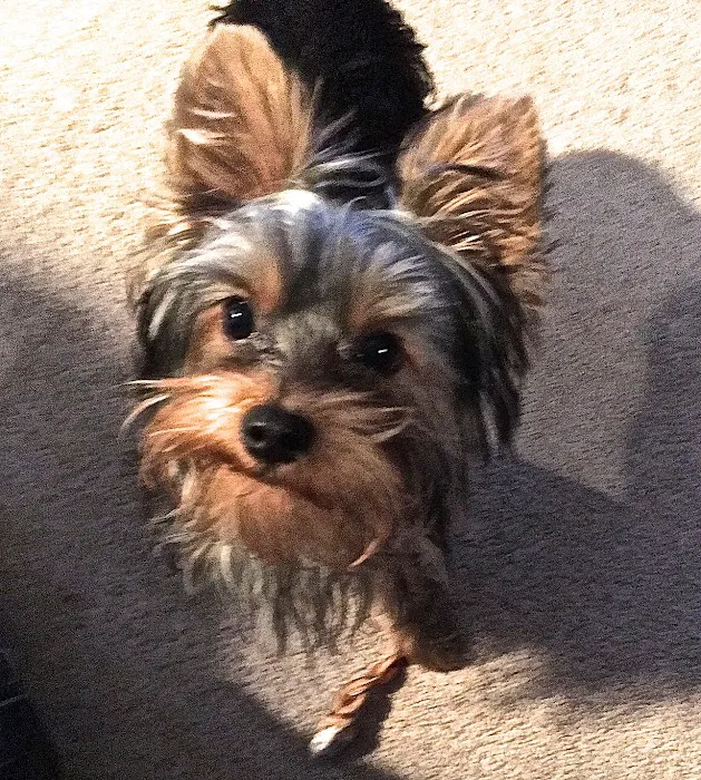 Windermere Animal Hospital 9