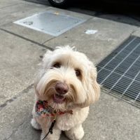 Parkside Animal Hospital ico
