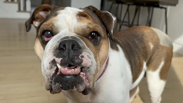 Parkside Animal Hospital 4