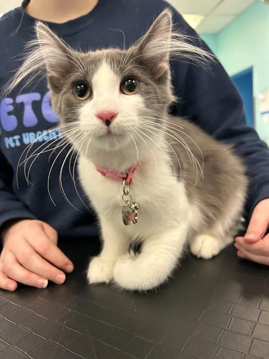 PetVet Animal Hospital 4
