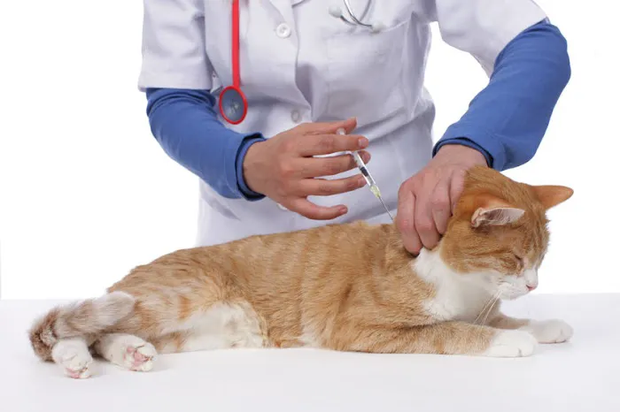 Noble West Animal Hospital 12