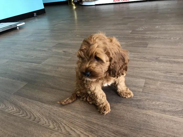 Noble West Animal Hospital 12