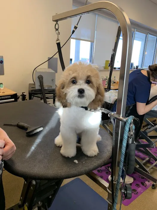 VCA Village Park Animal Hospital and Range Pet Lodge 5