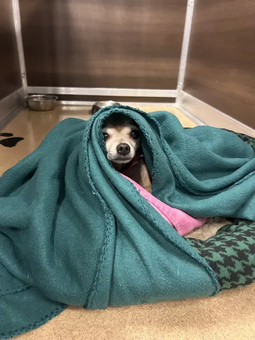 VCA Village Park Animal Hospital and Range Pet Lodge 4