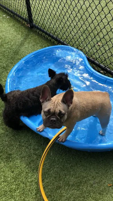 VCA Village Park Animal Hospital and Range Pet Lodge 2