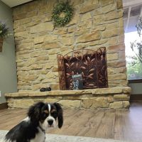 Olive Animal Hospital ico