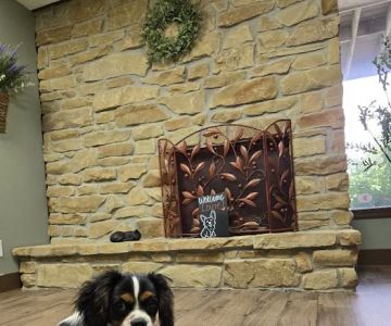 Olive Animal Hospital