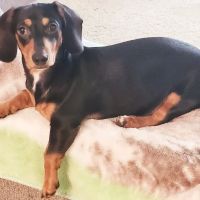 Pittsboro Veterinary Clinic ico