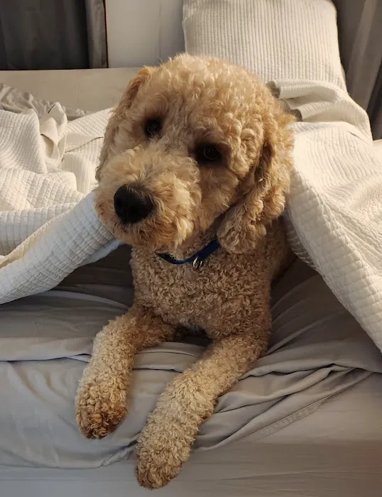 Community Pet Healthcare 12