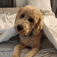 Community Pet Healthcare ico
