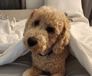 Community Pet Healthcare